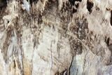 Free-Standing Petrified Wood (Hardwood) - McDermitt, OR #87585-1